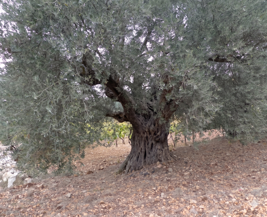 First Cold-Pressed, Unfiltered Extra Virgin Olive Oil — 500mL