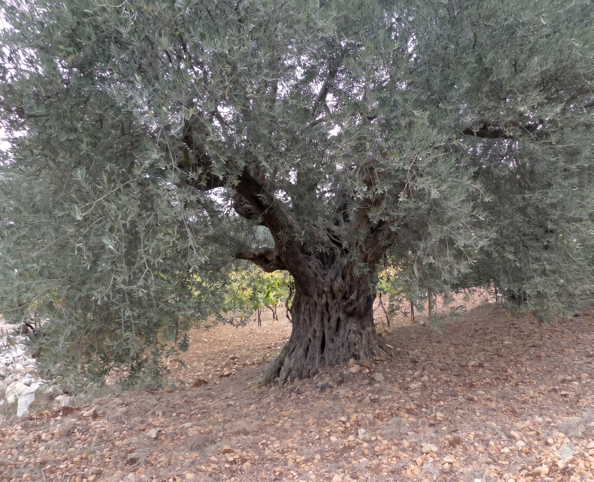 First Cold-Pressed, Unfiltered Extra Virgin Olive Oil — 500mL