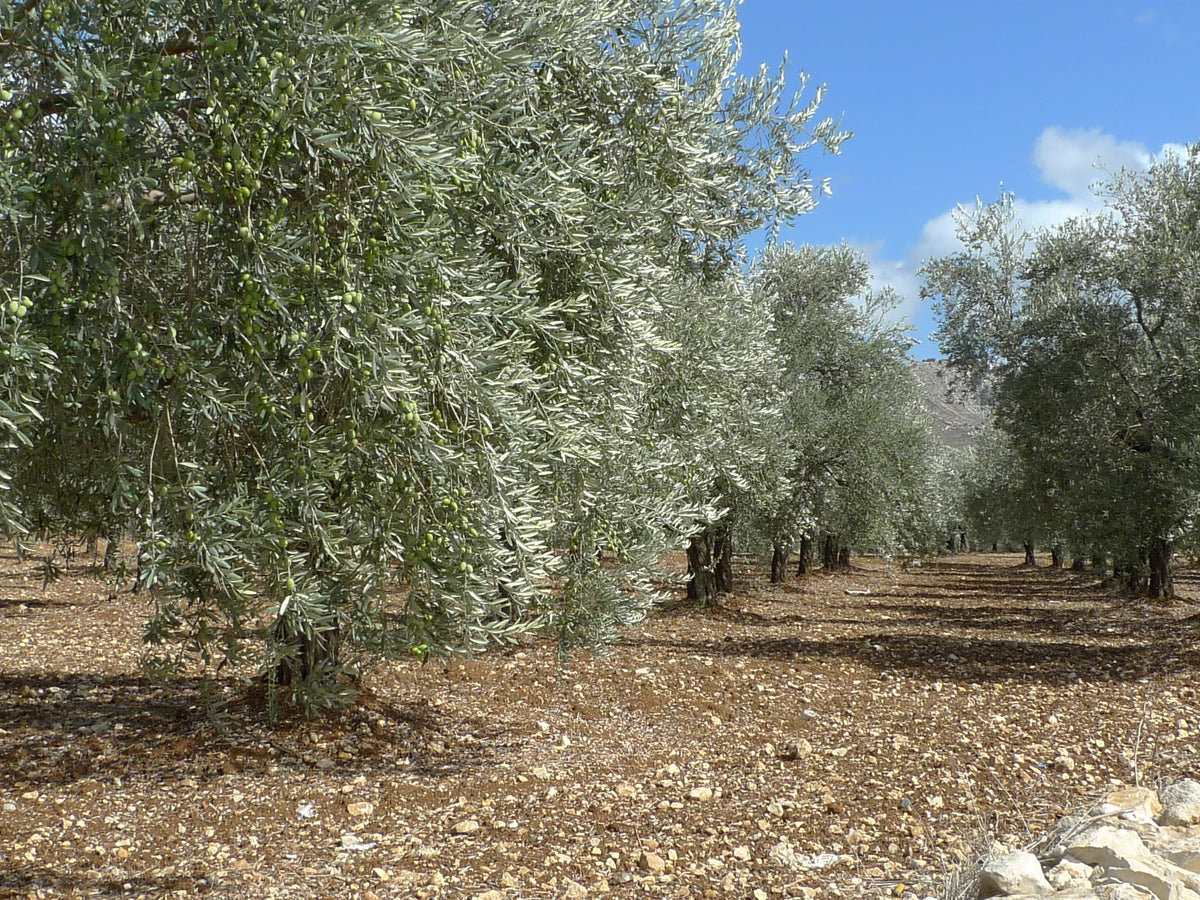 First Cold-Pressed, Unfiltered Extra Virgin Olive Oil — 500mL